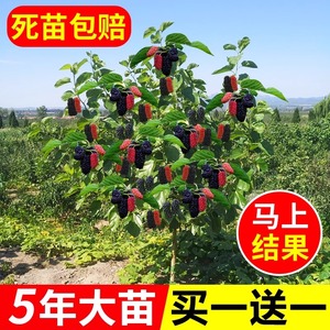 桑葚树苗嫁接无籽大十果桑当年结果南北方种植台湾四季长果盆栽