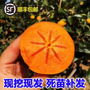 甜脆柿子苗冰糖心甜柿子树苗果树苗南北方种植嫁接果树苗柿子苗树