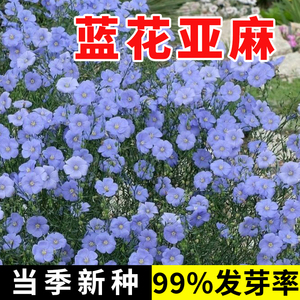 蓝花亚麻种子多年生兰花亚麻籽蓝色花卉花海景观矮生草花四季播种