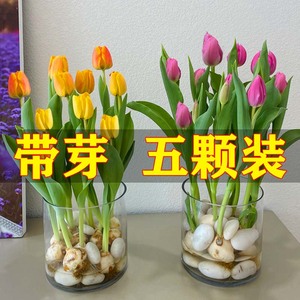 5颗郁金香种球水培花卉盆栽重瓣植物室内外四季开花土养易活花种