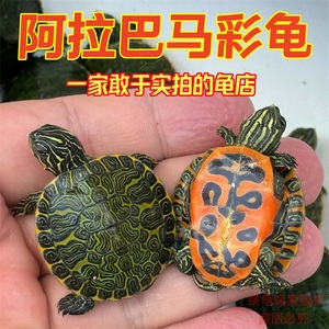 红腹阿拉巴马火焰龟深水龟鱼缸混养乌龟活体情侣龟杂食素食吃菜龟