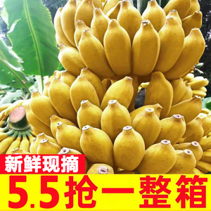 广西香蕉正宗小米蕉新鲜水果整箱包邮当季小芭蕉自然熟10斤苹果蕉