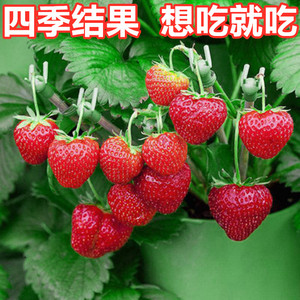 奶油草莓种籽草莓盆栽苗四季开花结果室内外花卉种子盆栽阳台水果