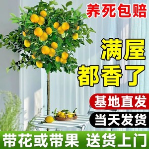 香水柠檬树苗盆栽带果可食用客厅绿植大型植物室内阳台四季开花卉