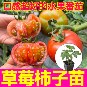 正宗东北铁皮绿肩草莓柿子苗秧苗红黄黑番茄圣女果种子四季盆栽