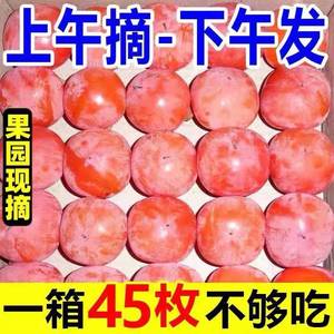 陕西火晶柿子30枚新鲜水果当季整箱包邮临潼水晶火罐小软蜜甜非脆