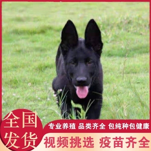 纯种血统东德牧羊犬活体幼犬警犬军犬护卫犬纯黑色标价为养殖资料