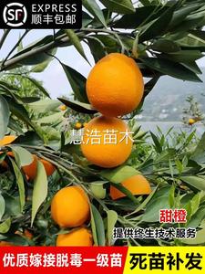 甜橙冰糖橙苗树南北方庭院盆栽地栽种植嫁接甜橙子果树苗当年结果