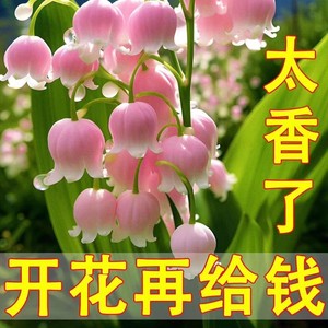 【精品铃兰】四季开花进口铃兰花苗带芽浓香型花卉多年生耐寒植物