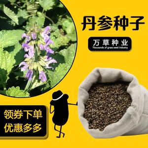 丹参种子红根大红袍血参根药材苗木种籽新采新鲜种子