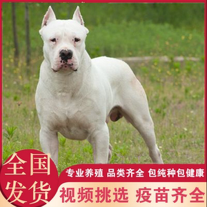 虎头杜高犬幼犬阿根廷巨型犬杜高猎犬狩猎猛犬打野猪霸气看家护