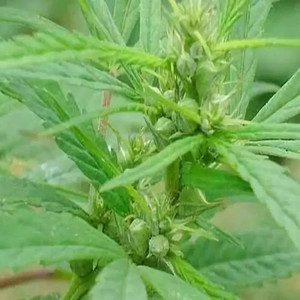 90tyogold淘宝火麻种子中药材植物胡麻籽线麻