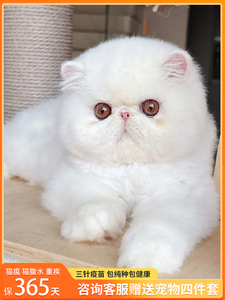 香港发货纯白加菲猫幼崽网红大脸波斯猫异国短毛猫活体宠物猫幼猫