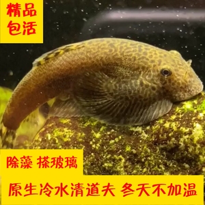 贵州爬岩鳅清道夫垃圾鱼双吸盘冷水观赏鱼缸清洁鱼搽玻璃除藻吃粪
