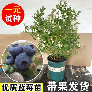 蓝莓树果苗蓝莓苗盆栽地栽果苗带大果南北方种植苗兔眼绿宝石果树