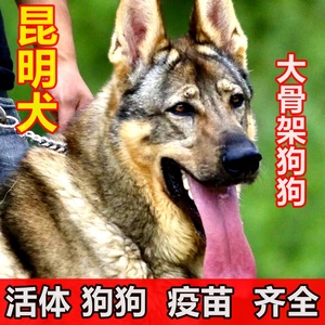 云南昆明犬幼犬活体巨大型昆明犬大型看家护院狼狗幼崽狼犬护卫犬