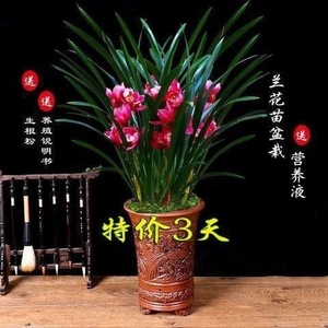 正品浓香型兰花苗室内绿植花卉盆栽墨兰建兰蕙兰四季常青当年开花