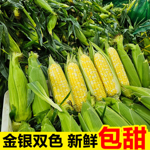 云南金银水果玉米新鲜生吃甜玉米棒子苞谷米现摘糯包邮蔬菜10
