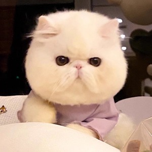 全国香港发货纯白异瞳鸳鸯眼网红加菲猫幼崽异国短毛猫宠物波斯猫
