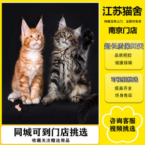 纯种缅因猫幼猫银虎斑棕虎斑烟灰缅因长毛猫巨型宠物猫咪活物小猫