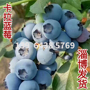 卡拉蓝莓树果苗南方北方种植盆栽25兔眼蓝莓苗蓝梅树树苗带土种植