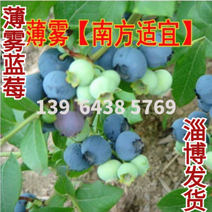 薄雾蓝莓树果苗南方北方种植盆栽l25兔眼蓝莓苗 蓝梅树树苗带土