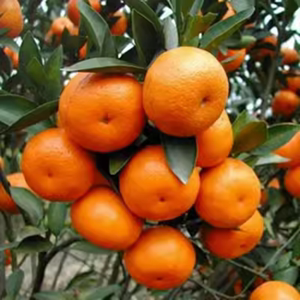 无籽沙糖橘苗橘子树砂糖橘树苗盆栽地栽桔子树苗南方果树橘子苗