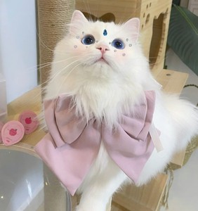 香港发货纯种波斯猫幼猫蓝眼睛矮脚纯白长毛银点可爱温顺宠物猫咪