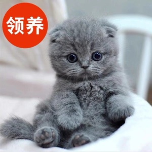 无偿免费领养英短蓝白猫咪活物矮脚蓝猫美短猫银渐层幼猫活体宠物