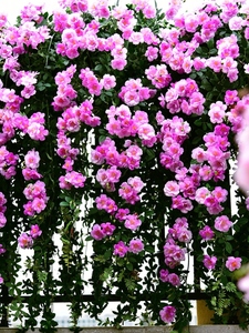 茶玫壁挂空调藤蔓缠绕装饰塑料藤蔓植物遮挡仿真蔷薇花藤假花藤条
