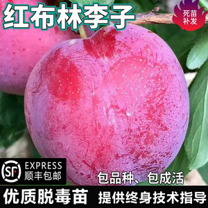 红布林李子果树苗南北方地栽庭院阳台盆栽种植大果嫁接苗当年结果