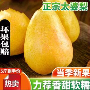 甘肃香蕉梨太婆梨水果梨子新鲜大头梨茄梨软梨当季啤梨巴梨_阿里巴巴