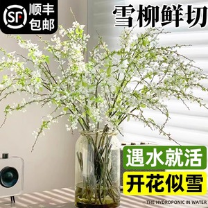 雪柳鲜枝干枝支盆栽喷雪插花卉水培植物室内好养绿植枯木逢春龙柳