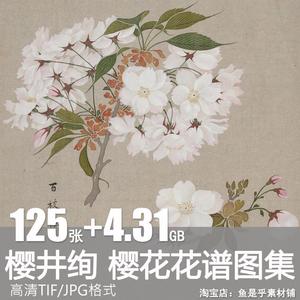 樱花图谱樱井绚绘日本江户时代和风花卉植物绘画设计临摹素材图片