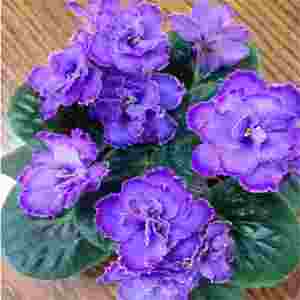 紫罗兰种子非洲紫罗兰 富贵花紫罗蓝 庭院阳台盆栽花卉花籽四季播