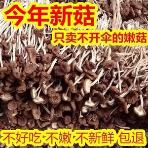 2023云南农家茶树菇干货特级不开伞切根新鲜茶薪菇香菇蘑菇250g