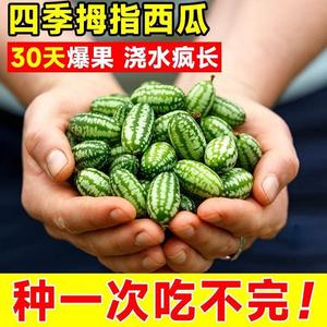 拇指西瓜种子营养脆甜多汁迷你小西瓜四季阳台盆栽蔬菜水果种籽苗