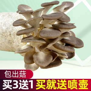 蘑菇种植包儿童可食用菌菇种植包家懒人香菇菌黑平菇家庭装秀珍菇