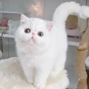 全国香港发货包子脸纯白异瞳加菲猫幼崽异国短毛猫宠物波斯猫幼猫