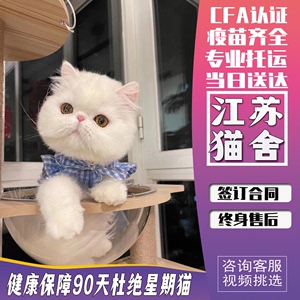 全国香港发货纯白网红加菲猫异国短毛猫幼崽不掉毛宠物波斯猫幼猫