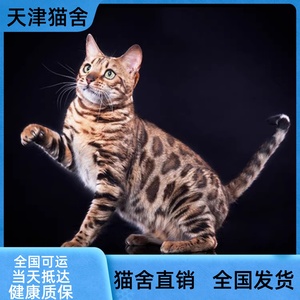 纯种孟加拉豹猫活体幼崽雪豹银豹金钱豹玫瑰赛级血统短毛宠物猫舍