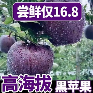云南昭通黑卡苹果黑钻苹果黑色纯甜苹果新水果鲜当季整箱9斤包邮W