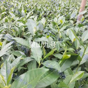 基地茶苗黄金芽茶苗白茶苗特早奶白茶苗蒙山九号大白四号_阿里巴巴找