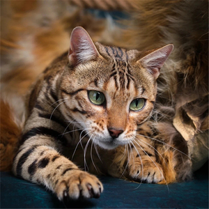 香港发货黄金孟加拉豹猫幼崽活体玩具虎银豹雪豹猫短毛宠物阿比猫