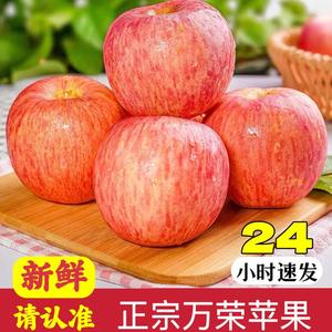 【热销】万荣苹果红富士水果山西万荣苹果包邮新鲜采摘脆甜多汁