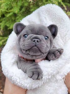 全国发货奶油色黑牛蓝牛法斗犬幼犬小型法国斗牛犬活体宠物巴哥狗