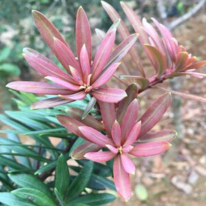 海岛罗汉松盆景苗 紫真趣罗汉松 红芽罗汉松树苗 稀有树种 包邮