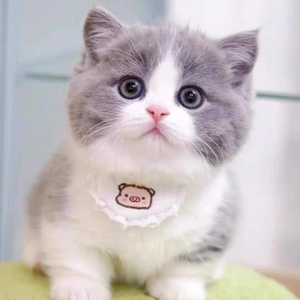 全国发货英短蓝猫蓝白猫幼猫崽折耳长毛矮脚曼基康猫活体宠物猫舍