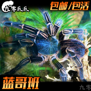 蓝哥斑哥斯达黎加斑马脚1-10厘米顽皮好养蜘蛛活体宠物tb