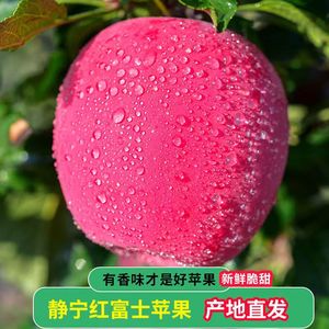 正宗甘肃静宁红富士苹果冰糖心官方旗舰店苹果一级精品大果10斤